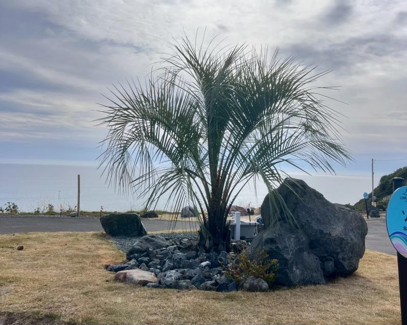 After�@�C�`���E��P�����A�V���ɃR�R�X���V���V���{���c���[�Ƃ��ĐA�͂��܂����B