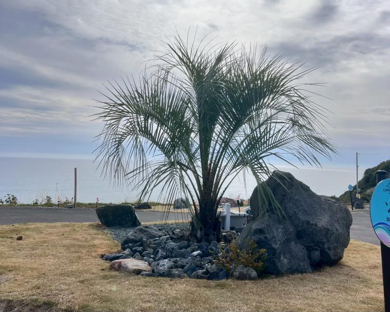 ��O�胍���O�r�[�`�L�����v��l�@�A�͉��C�H��